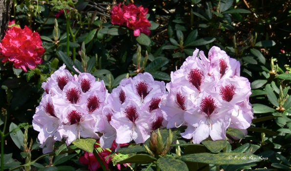 Bois des Moutiers (232) Mai 2012